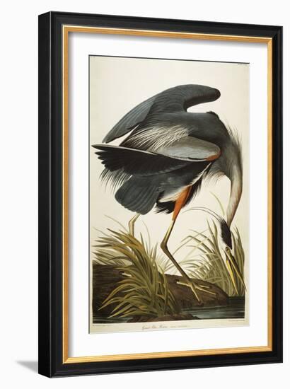 Great Blue Heron-John James Audubon-Framed Giclee Print