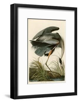 Great Blue Heron-John James Audubon-Framed Giclee Print