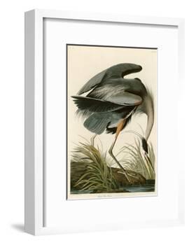 Great Blue Heron-John James Audubon-Framed Giclee Print