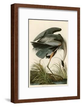 Great Blue Heron-John James Audubon-Framed Giclee Print