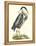 Great Blue Heron-John Selby-Framed Stretched Canvas