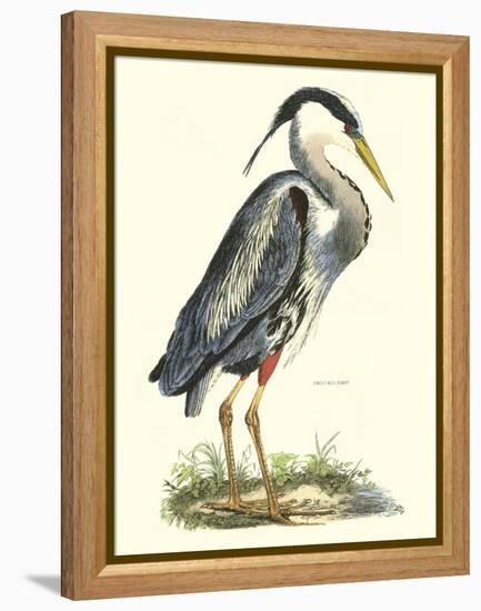 Great Blue Heron-John Selby-Framed Stretched Canvas