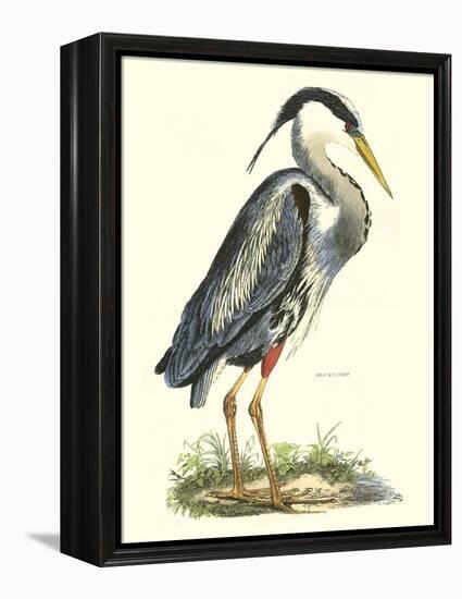 Great Blue Heron-John Selby-Framed Stretched Canvas