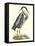 Great Blue Heron-John Selby-Framed Stretched Canvas