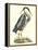 Great Blue Heron-John Selby-Framed Stretched Canvas