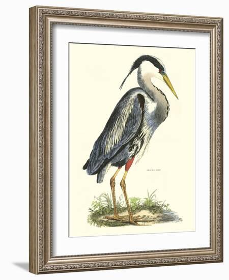 Great Blue Heron-John Selby-Framed Art Print