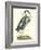 Great Blue Heron-John Selby-Framed Art Print