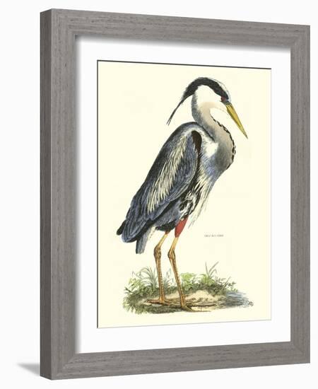 Great Blue Heron-John Selby-Framed Art Print