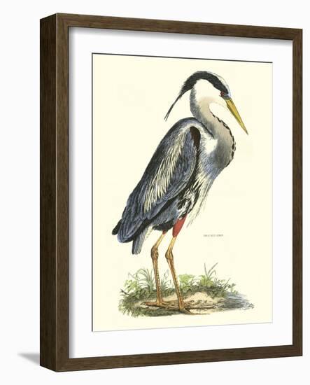 Great Blue Heron-John Selby-Framed Art Print