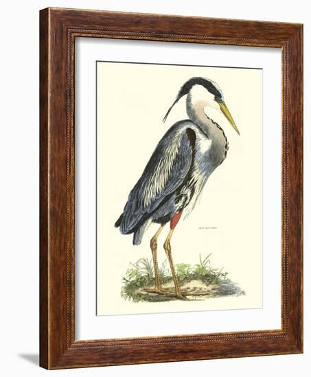 Great Blue Heron-John Selby-Framed Art Print