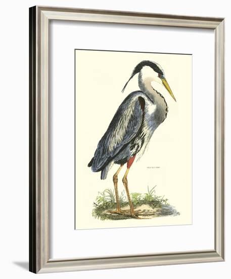 Great Blue Heron-John Selby-Framed Art Print