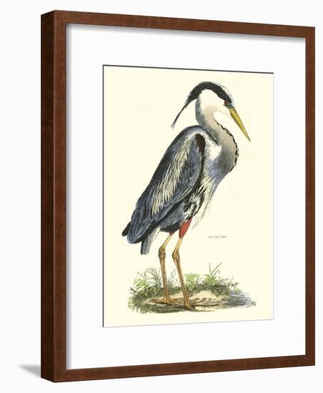 Great Blue Heron-John Selby-Framed Art Print