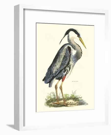 Great Blue Heron-John Selby-Framed Art Print