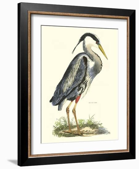 Great Blue Heron-John Selby-Framed Art Print