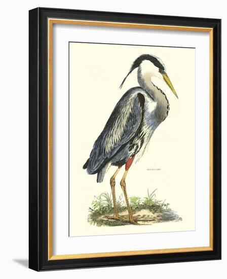 Great Blue Heron-John Selby-Framed Art Print