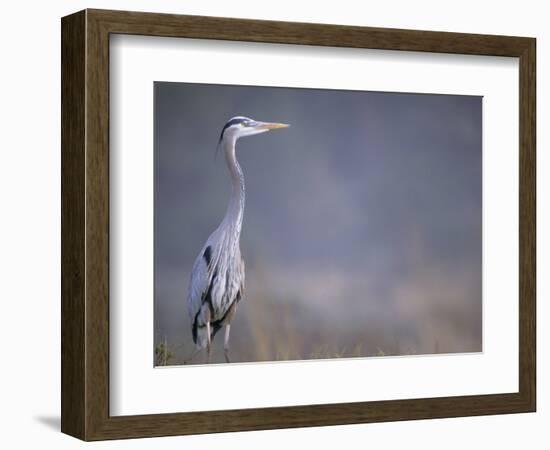 Great Blue Heron-Georgienne Bradley-Framed Photographic Print