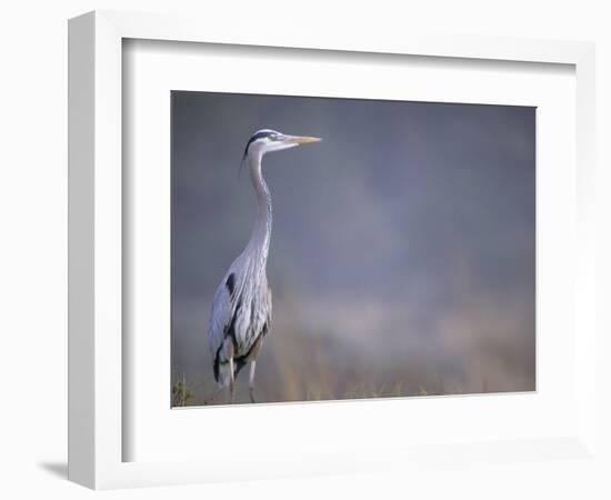 Great Blue Heron-Georgienne Bradley-Framed Photographic Print