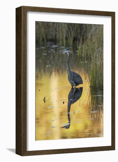 Great Blue Heron-null-Framed Photographic Print