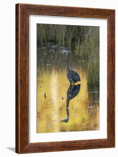 Great Blue Heron-null-Framed Photographic Print