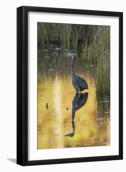 Great Blue Heron-null-Framed Photographic Print