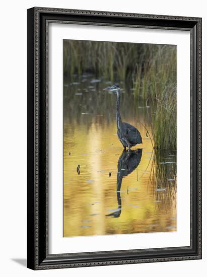 Great Blue Heron-null-Framed Photographic Print