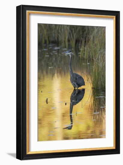 Great Blue Heron-null-Framed Photographic Print