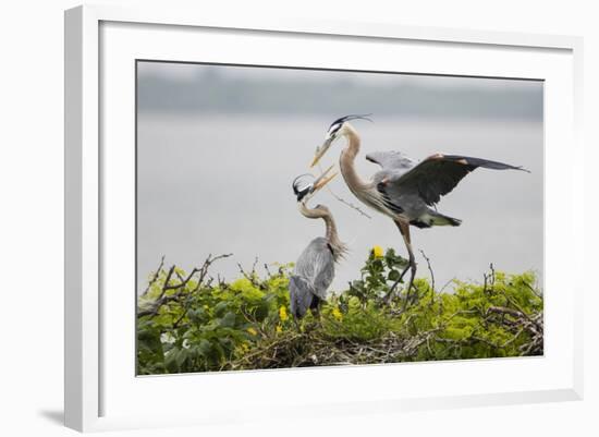 Great Blue Heron-Larry Ditto-Framed Photographic Print