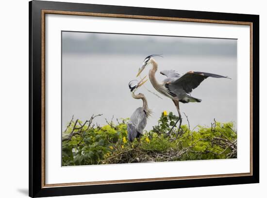 Great Blue Heron-Larry Ditto-Framed Photographic Print