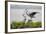 Great Blue Heron-Larry Ditto-Framed Photographic Print