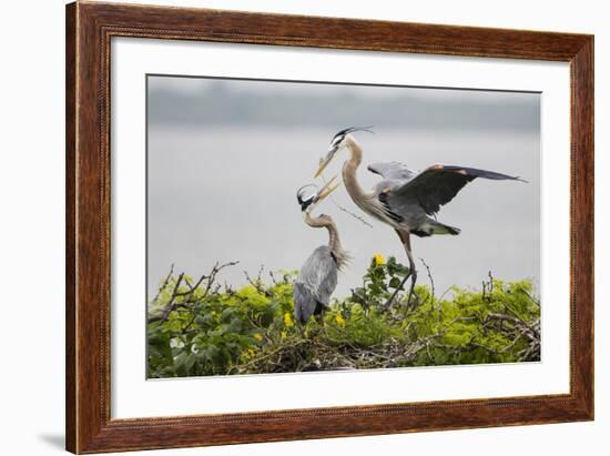 Great Blue Heron-Larry Ditto-Framed Photographic Print