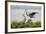 Great Blue Heron-Larry Ditto-Framed Photographic Print