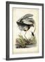 Great Blue Heron-John James Audubon-Framed Art Print