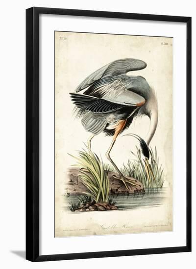 Great Blue Heron-John James Audubon-Framed Art Print