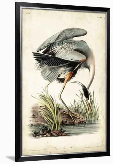 Great Blue Heron-John James Audubon-Framed Art Print