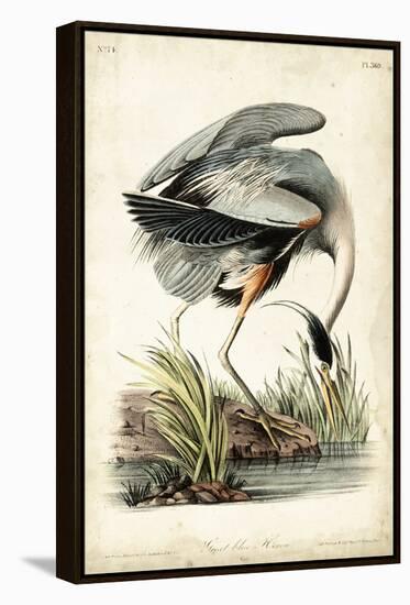 Great Blue Heron-John James Audubon-Framed Stretched Canvas