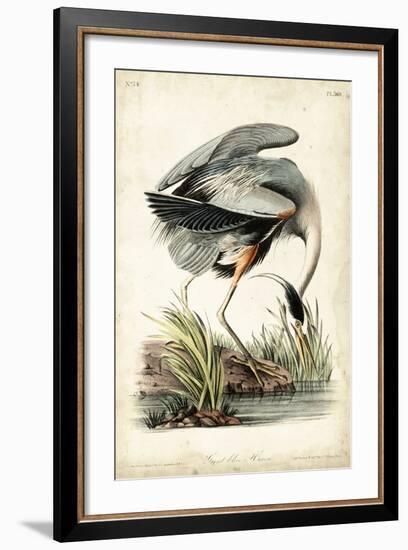 Great Blue Heron-John James Audubon-Framed Art Print