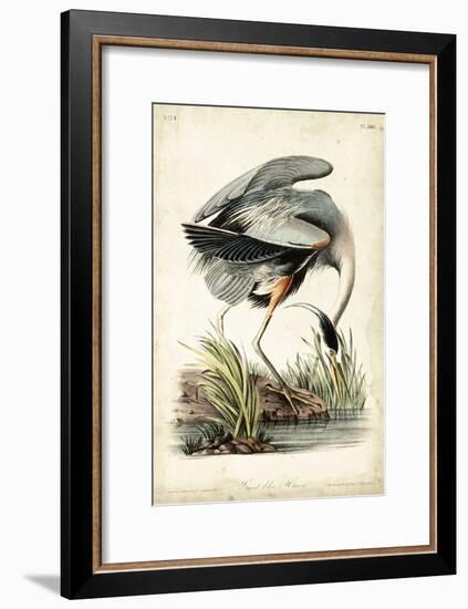 Great Blue Heron-John James Audubon-Framed Art Print