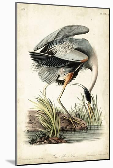 Great Blue Heron-John James Audubon-Mounted Art Print