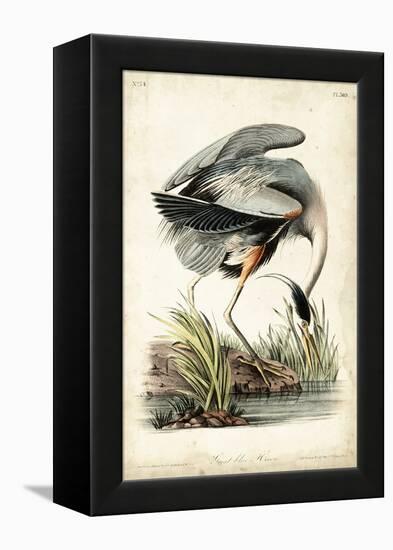 Great Blue Heron-John James Audubon-Framed Stretched Canvas