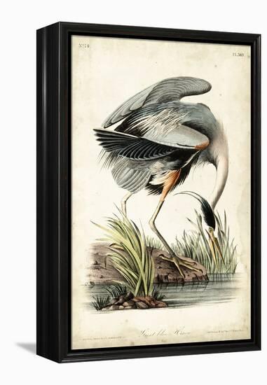 Great Blue Heron-John James Audubon-Framed Stretched Canvas