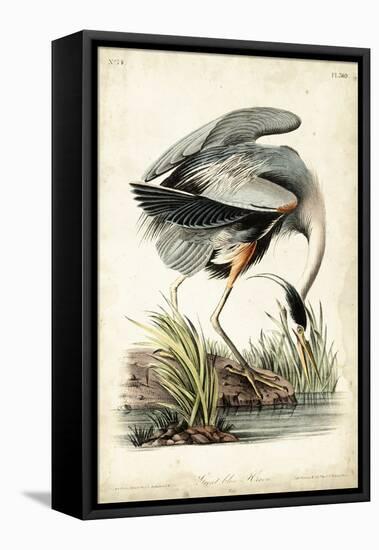 Great Blue Heron-John James Audubon-Framed Stretched Canvas