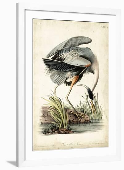 Great Blue Heron-John James Audubon-Framed Art Print