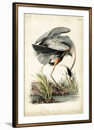 Great Blue Heron-John James Audubon-Framed Art Print