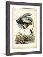 Great Blue Heron-John James Audubon-Framed Art Print
