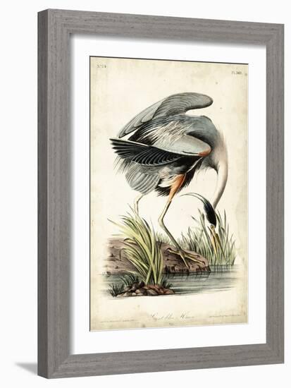 Great Blue Heron-John James Audubon-Framed Art Print