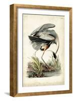 Great Blue Heron-John James Audubon-Framed Art Print