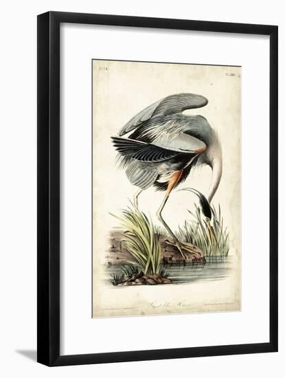 Great Blue Heron-John James Audubon-Framed Art Print