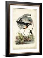 Great Blue Heron-John James Audubon-Framed Art Print
