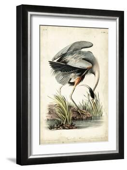 Great Blue Heron-John James Audubon-Framed Art Print