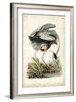 Great Blue Heron-John James Audubon-Framed Art Print